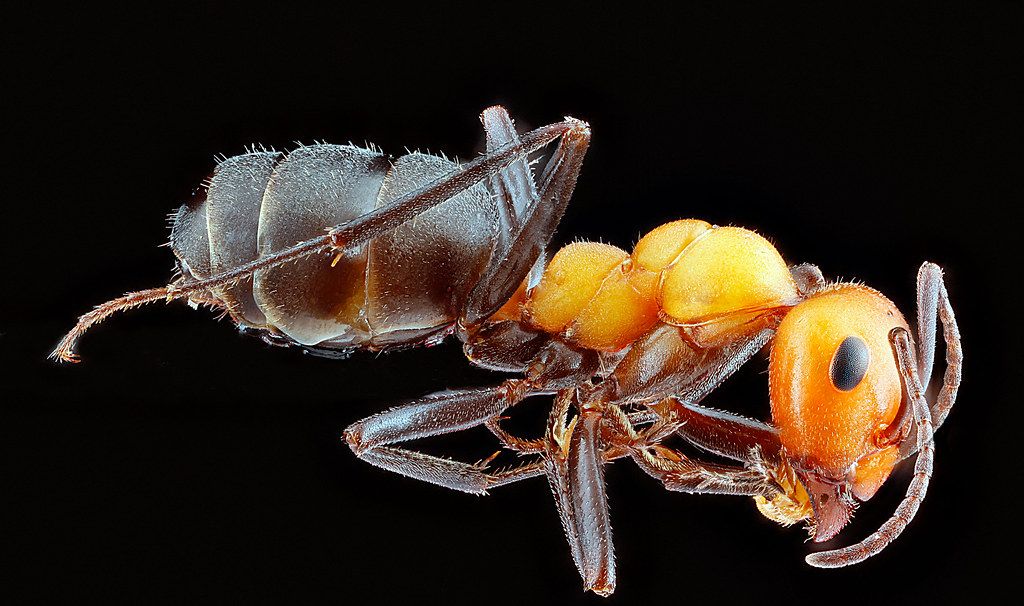 Ant Control service in Poway, CA