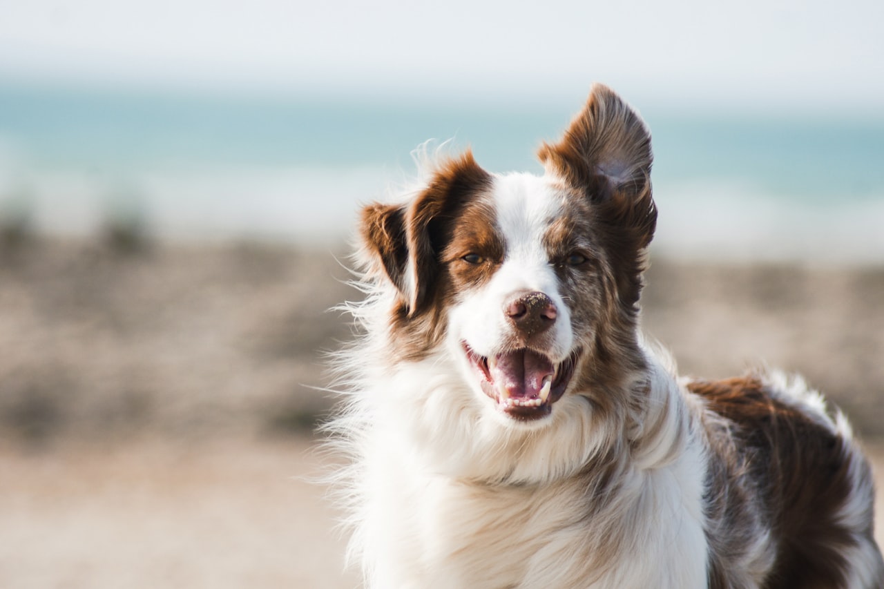 Flea & Tick Control service in Poway, CA