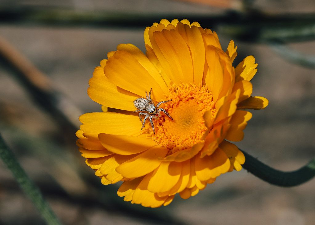 Spider Control service in Poway, CA